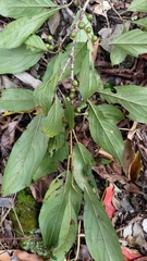 Rhamnus formosana