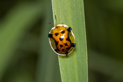 Aspidimorpha westwoodi