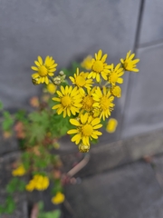 Chrysanthemum lavandulifolium
