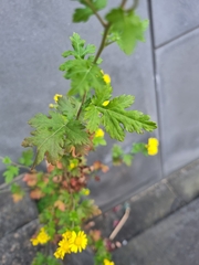 Chrysanthemum lavandulifolium