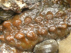 Cryptoconchus porosus