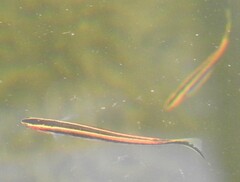 Trachinops taeniatus