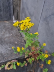 Chrysanthemum lavandulifolium