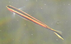 Trachinops taeniatus