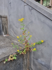 Chrysanthemum lavandulifolium