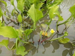 Limnocharis flava