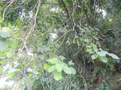 Ehretia dicksonii