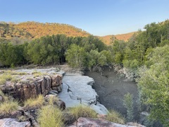 Lutjanus argentimaculatus