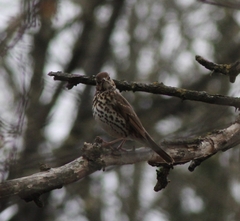 Turdus philomelos philomelos