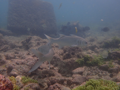 Filistriatus sexfilis