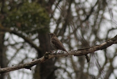 Turdus philomelos philomelos