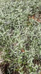 Cerastium tomentosum