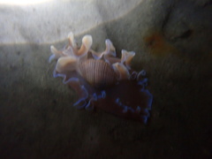 Hydatina physis