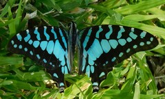 Graphium antheus