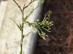 Symphyotrichum subulatum squamatum