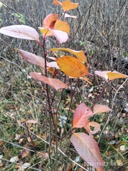 Aronia mitschurinii