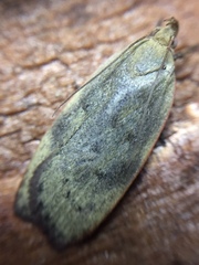 Phaeosaces coarctatella