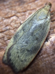 Phaeosaces coarctatella