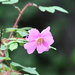 Prickly Wild Rose - Photo (c) Игорь Поспелов, some rights reserved (CC BY-NC), uploaded by Игорь Поспелов