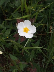 Cistus psilosepalus