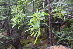 Salix jenisseensis