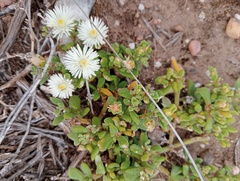 Mesembryanthemum aitonis