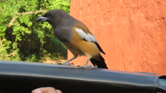 Dendrocitta vagabunda