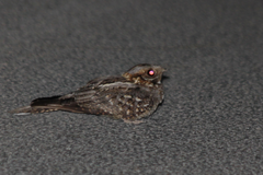 Caprimulgus ruficollis
