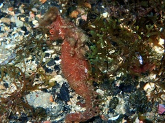 Hippocampus hippocampus