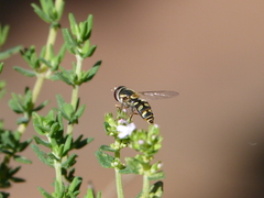 Simosyrphus grandicornis