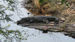 Crocodylus palustris