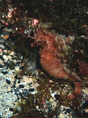 Hippocampus hippocampus