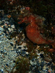 Hippocampus hippocampus