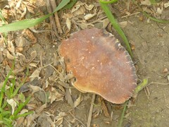 Metacarcinus novaezelandiae