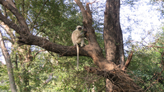 Semnopithecus entellus