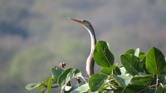 Anhinga melanogaster