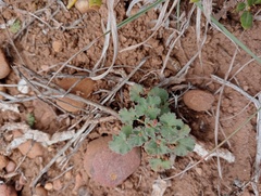 Pelargonium reniforme