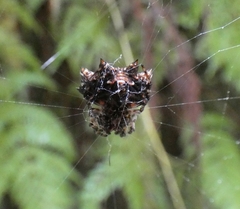 Thelacantha brevispina