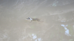 Euphlyctis cyanophlyctis