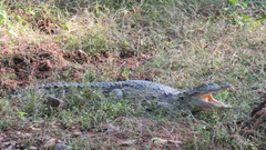 Crocodylus palustris
