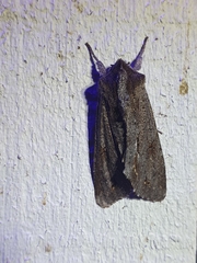 Ichneutica ustistriga