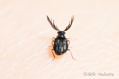Psephenidae