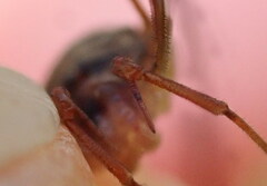 Dicranopalpus