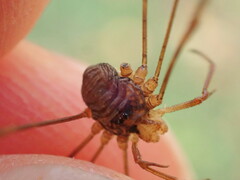 Dicranopalpus