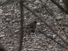 Fringilla coelebs coelebs