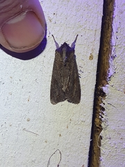 Ichneutica ustistriga