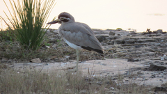 Esacus recurvirostris