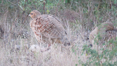 Ortygornis pondicerianus