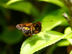 Cephrenes augiades