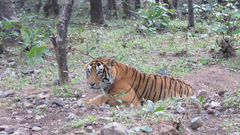 Panthera tigris tigris